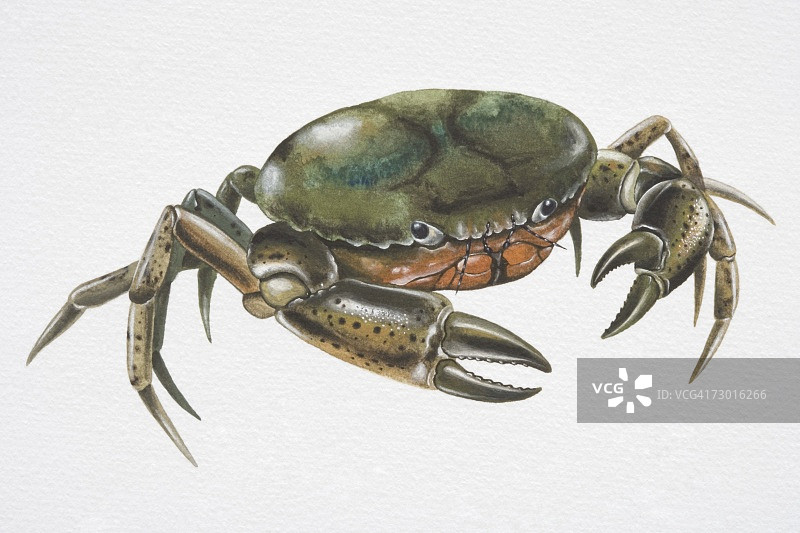 深绿色甲壳的海岸蟹（Carcinus maenas）图片素材