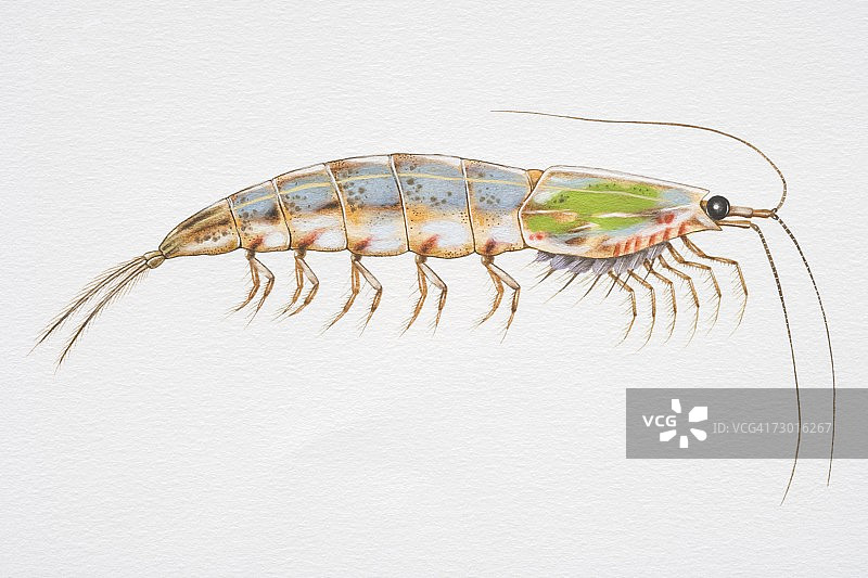 磷虾侧视图片素材