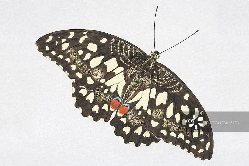 柑橘凤蝶，黑色翅膀带有淡黄色斑点和红色标记。图片素材