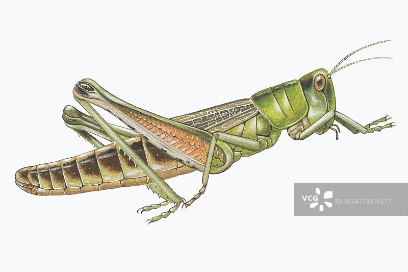 草地蝗虫侧面图片素材