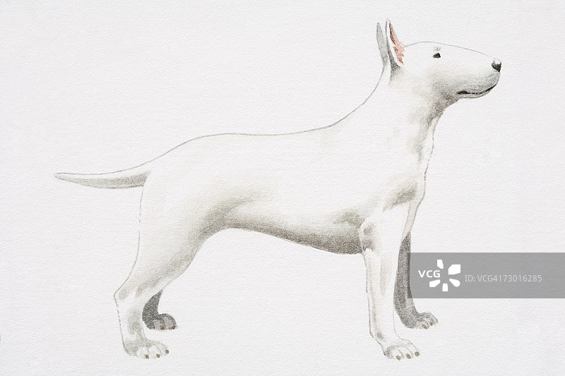 白色牛头梗（犬），侧视图图片素材