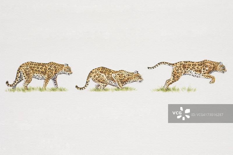 美洲虎（Panthera onca）从站立到蹲伏再到跳跃的动作图片素材