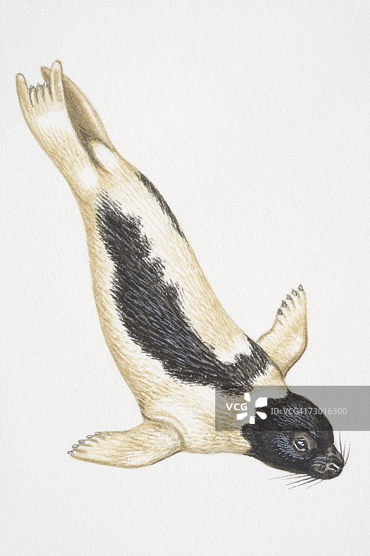 格陵兰海豹潜水图片素材