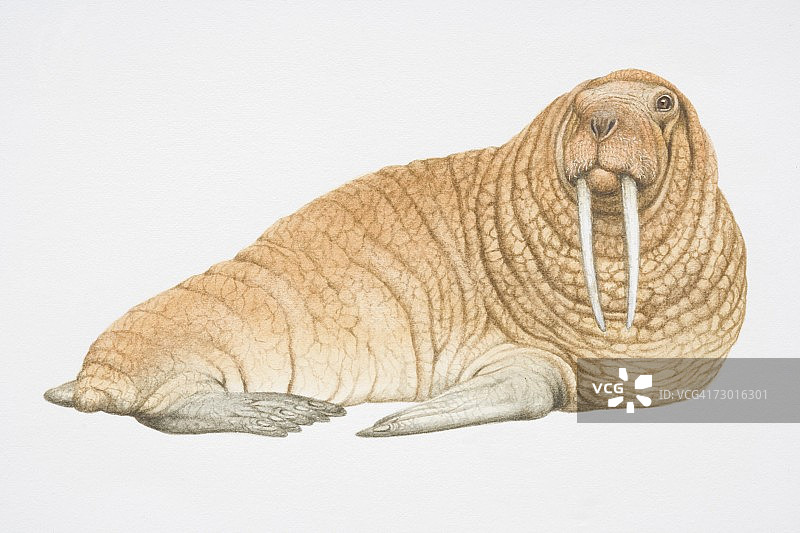 棕色海象（Odobenus rosmarus），有两根大獠牙，向前看图片素材