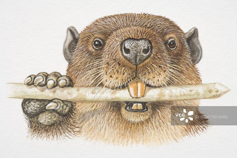 美洲海狸啃咬树干图片素材