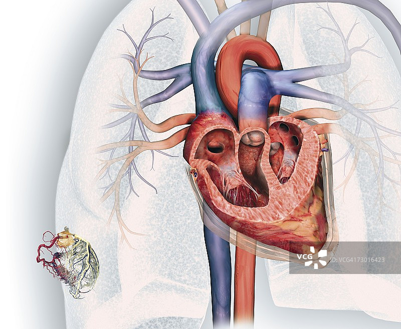 人体心脏横截面图及冠状动脉系统（含主动脉、冠状动脉和静脉）图片素材