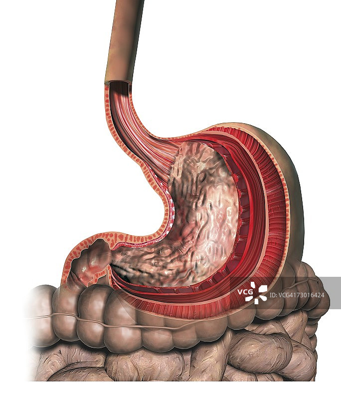 人体胃部横截面图片素材
