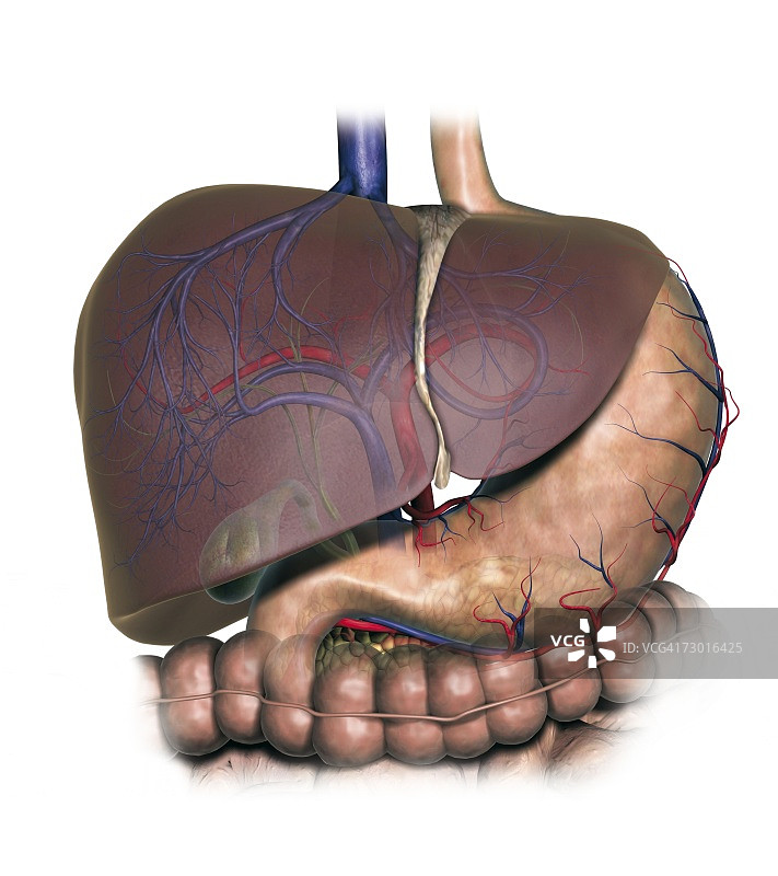 人体肝脏、胃、胆囊和胰腺结构图图片素材