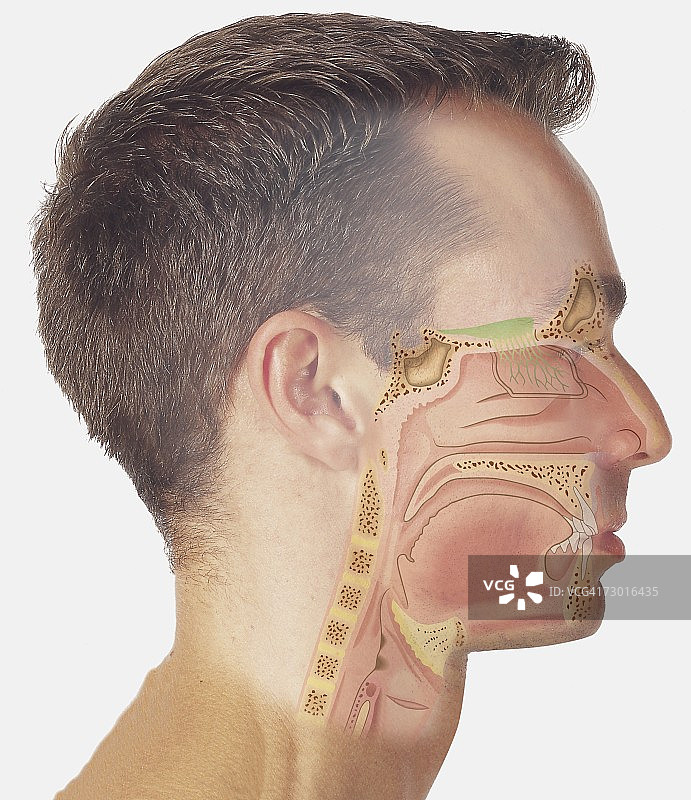 人头上的鼻腔结构图图片素材