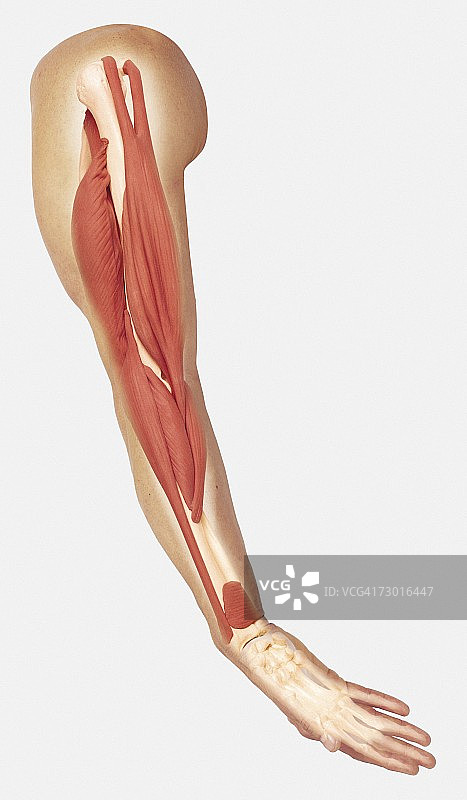 人类手臂肌肉结构：肱三头肌收缩伸直手臂图片素材