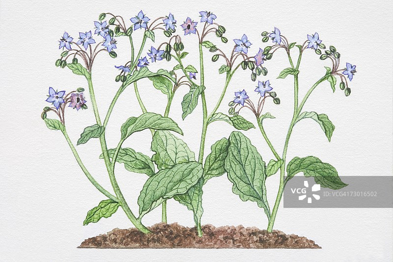 琉璃苣插画图片素材