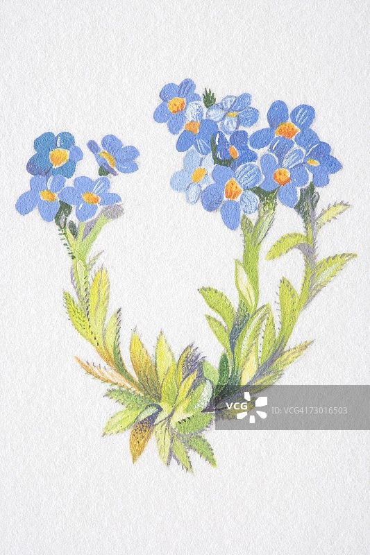 矮生紫草（阿尔卑斯山之王），蓝色小花植物。图片素材