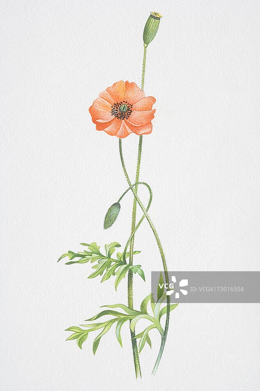 虞美人，长茎红花植物图片素材