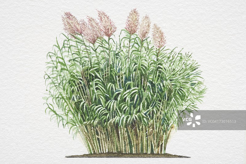 芦竹：茂密的叶茎和丝状芒图片素材