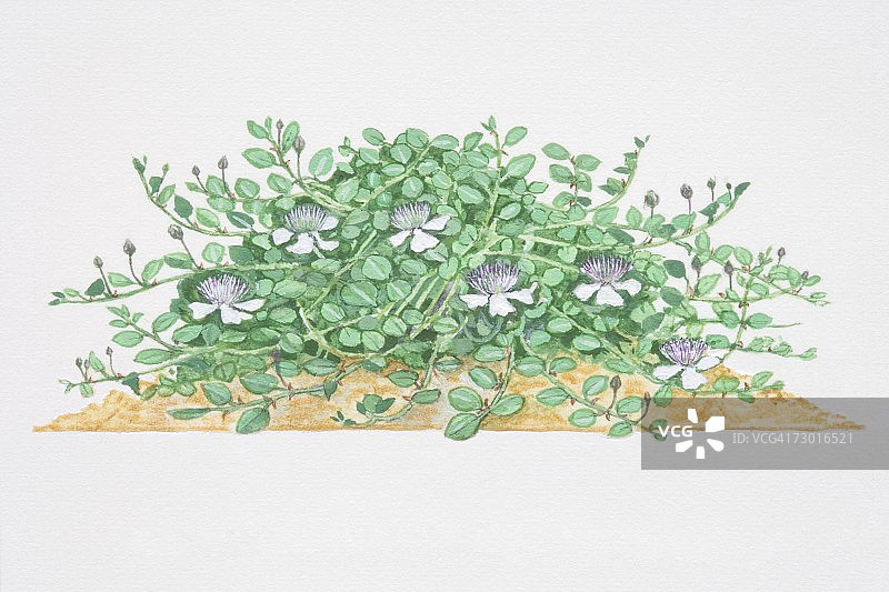 刺山柑：白色花瓣与紫色长花丝的蔓生灌木图片素材