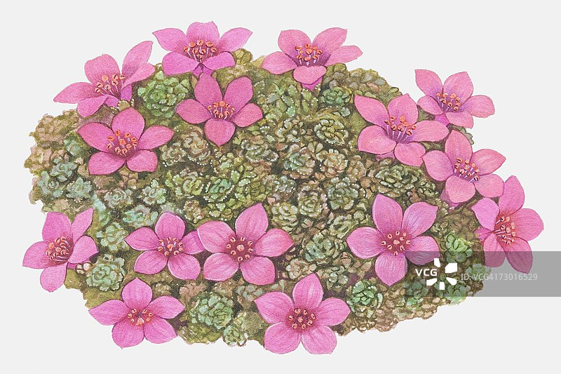 星状紫粉色花朵和虎耳草的莲座状叶子图片素材