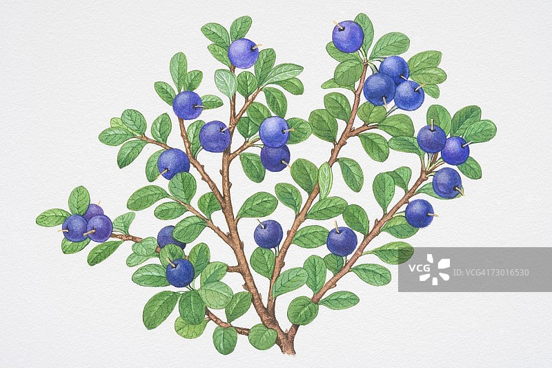 越橘，蓝色浆果与小绿叶的枝条图片素材