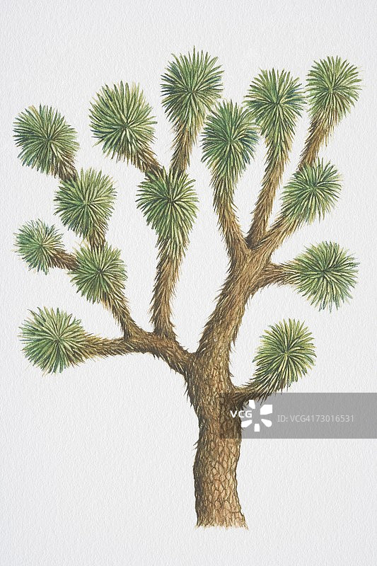 短叶丝兰（约书亚树），带多刺的叶子图片素材