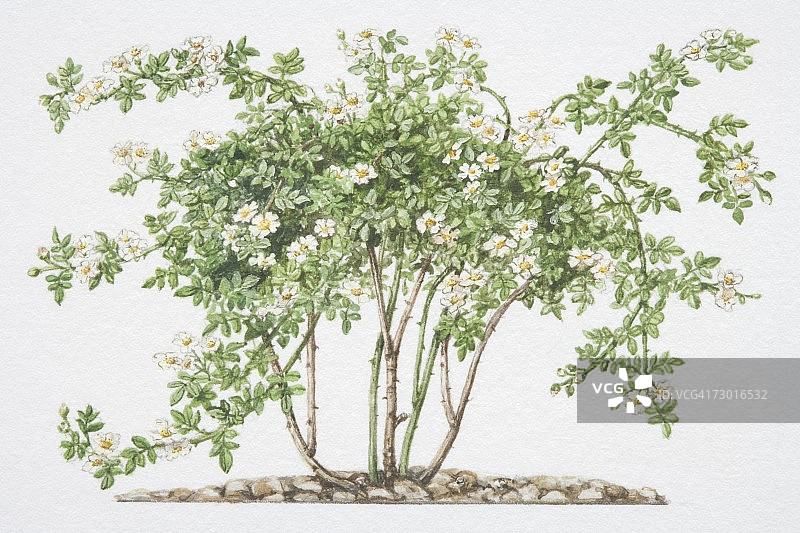 常绿蔷薇：攀缘白蔷薇图片素材