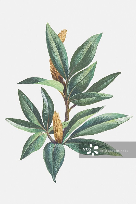 草本柳树枝和柔荑花序图片素材