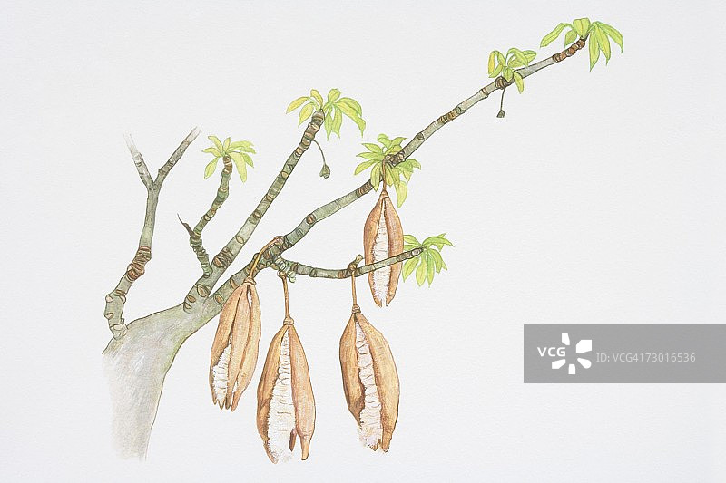 木棉树枝上悬挂的豆荚图片素材