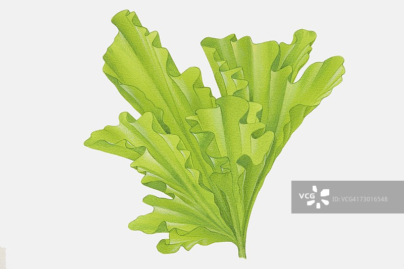 漏斗形海莴苣波浪状绿叶图片素材