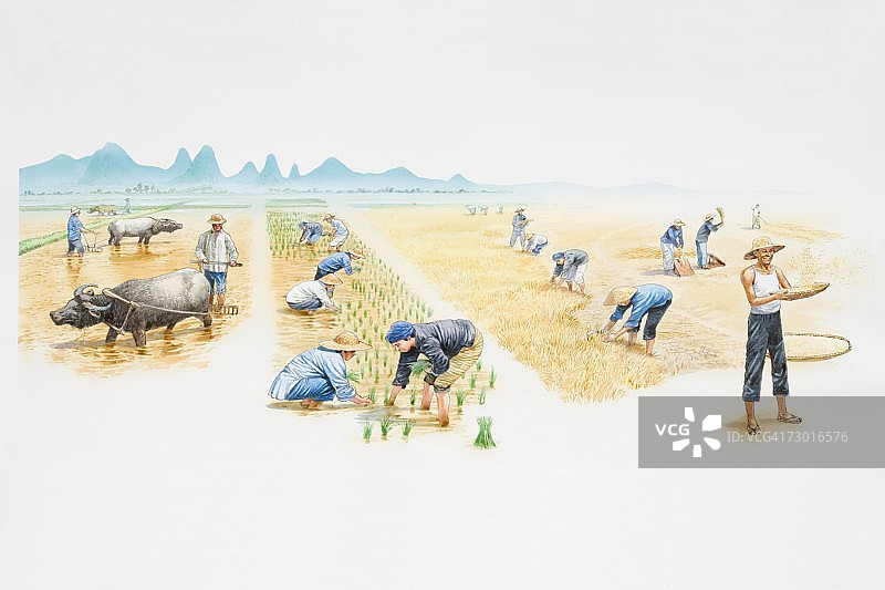 水稻田中收割前、收割中和收割后的农场工人图片素材