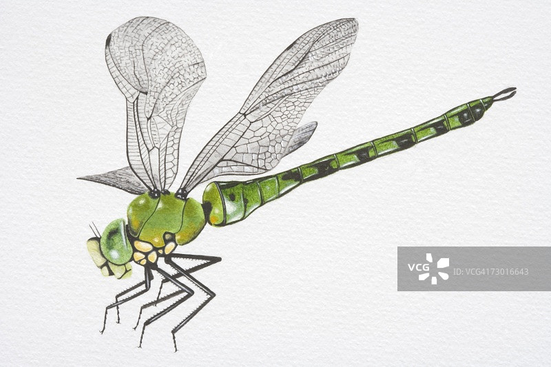 侧视南方 Hawker 蜻蜓插画图片素材