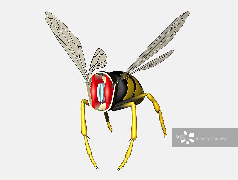 飞行中的昆虫横截面图图片素材