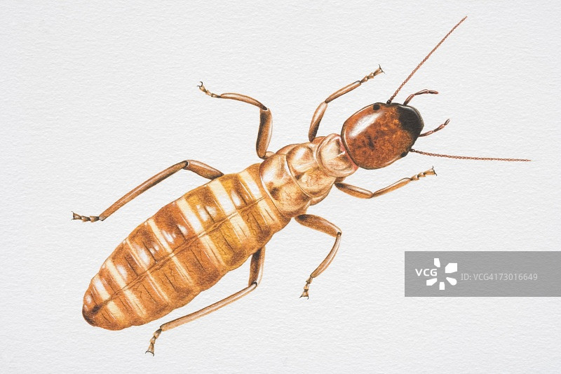 白蚁俯视图插画图片素材