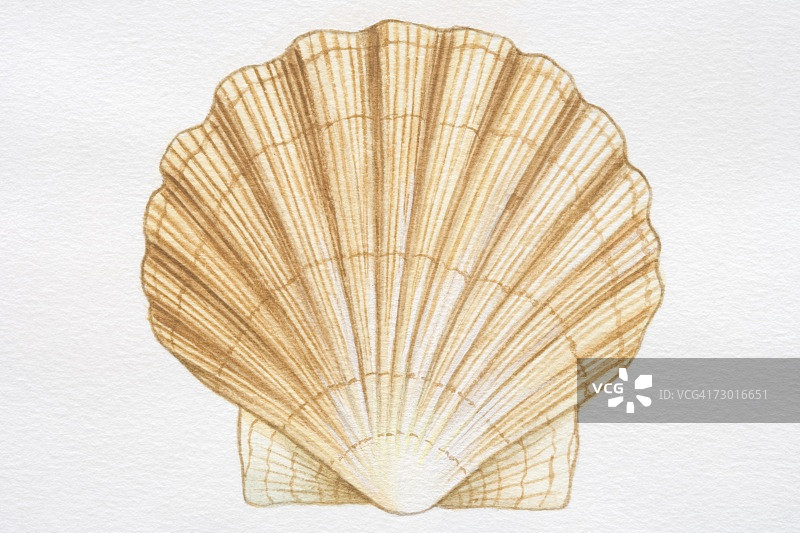 扇贝插画图片素材