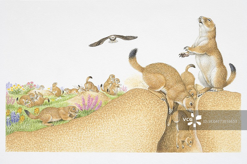 插画：草原犬鼠群（Cynomys sp.）图片素材