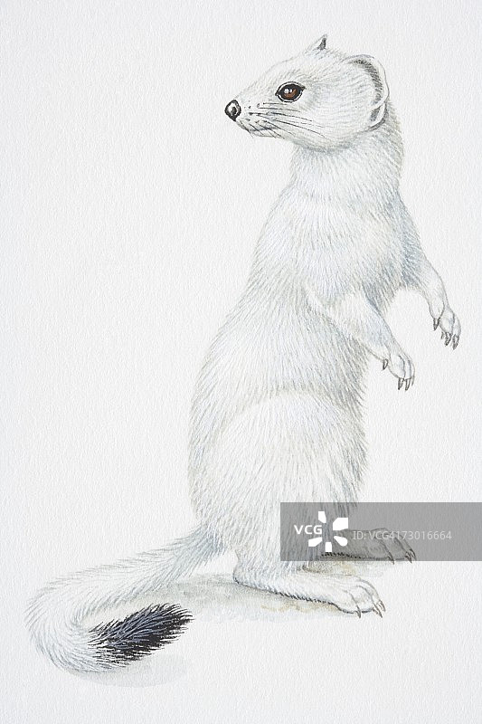 插画：站立的白鼬图片素材