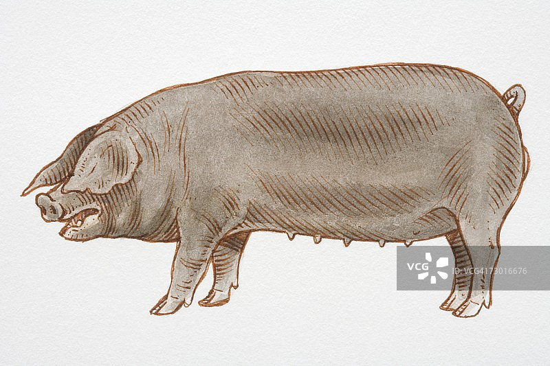 插画：黑色母家猪(猪属)，侧视图图片素材