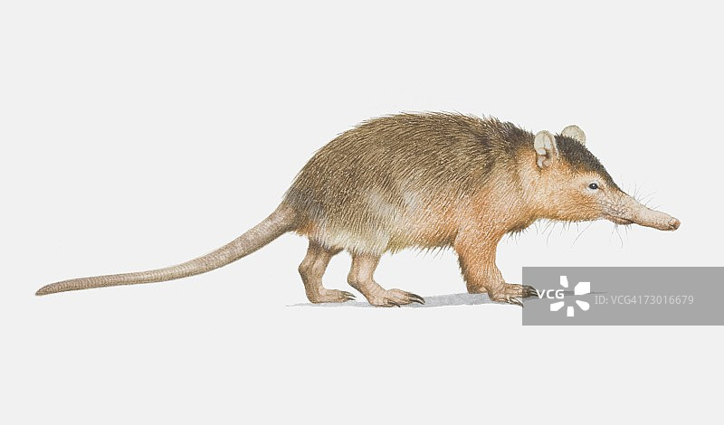 古巴沟齿鼯侧视图插画图片素材