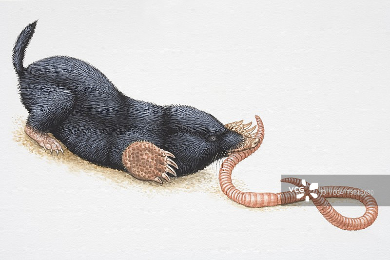 欧洲鼹鼠（Talpidae）嘴里叼着蚯蚓的侧视图插画图片素材