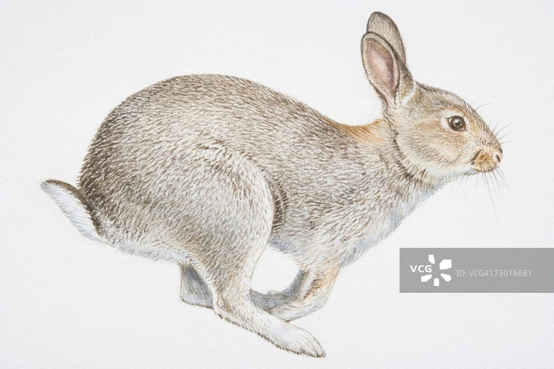 欧洲野兔（Oryctolagus cuniculus）侧视图图片素材