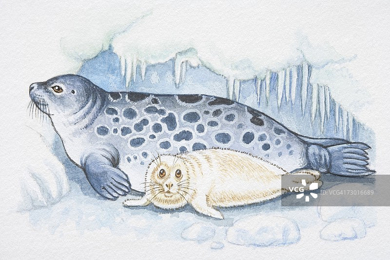 蓝色斑点海豹与白色幼崽插画图片素材