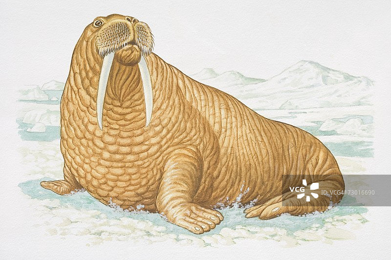 坐在冰面上的海象侧视图插画图片素材