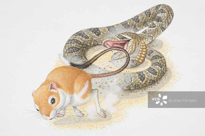 插画：袋鼠跳鼠（Dipodomys sp.）迅速踢起灰尘，抵御蛇的攻击图片素材