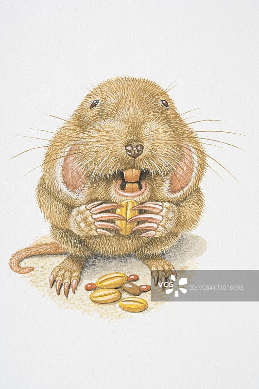 北方囊地鼠啃食谷物正面图插画图片素材