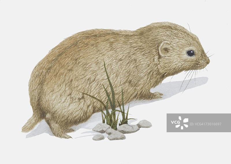 插画：棕色西伯利亚旅鼠（Lemmus sibiricus）侧视图图片素材