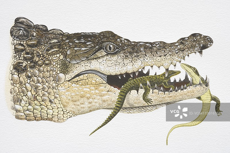 插画：鳄鱼妈妈嘴里叼着小鳄鱼（侧视图）图片素材