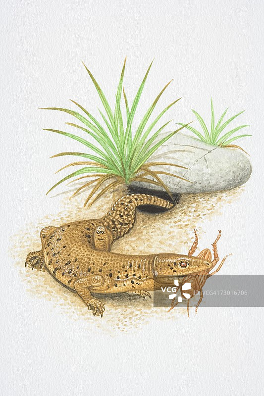 短尾巨蜥从洞穴中爬出，嘴里叼着昆虫插画图片素材