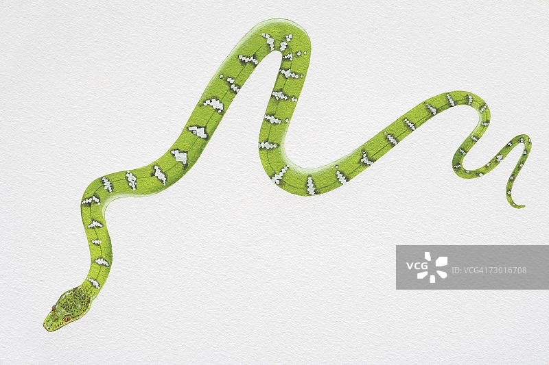 翠绿树蟒俯视角度插画图片素材
