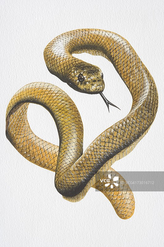 海蛇（Hydrophiidae）盘绕嘶嘶叫的插图图片素材