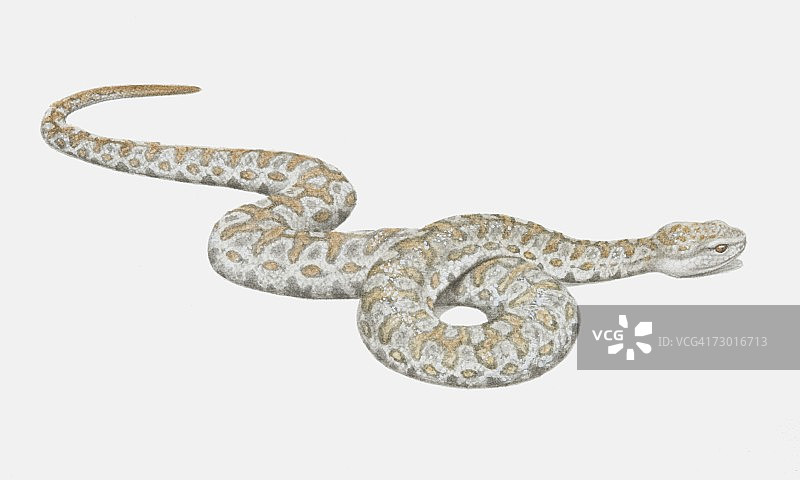 侧视叙利亚蝰蛇插画图片素材