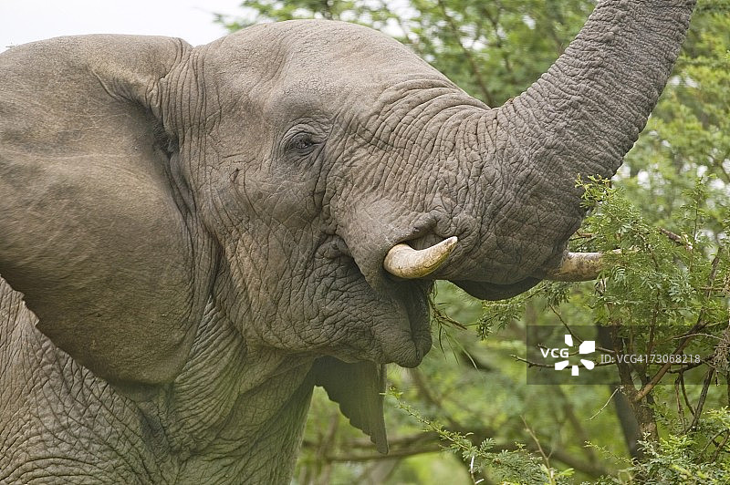 南非乌姆弗洛齐保护区里的雄性大象图片素材