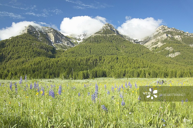 森特尼尔山谷的紫色羽扇豆和山脉图片素材