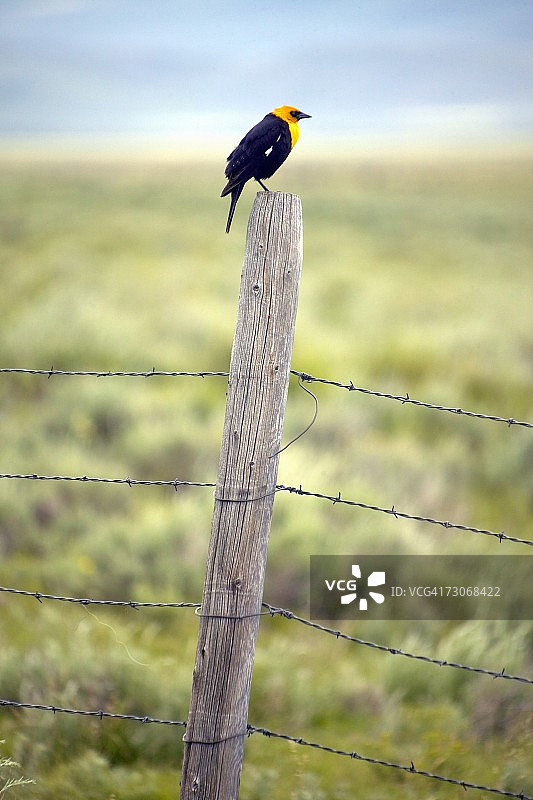 春天在蒙大拿州莱克维尤附近，停留在篱笆上的黄翅黑鸟图片素材